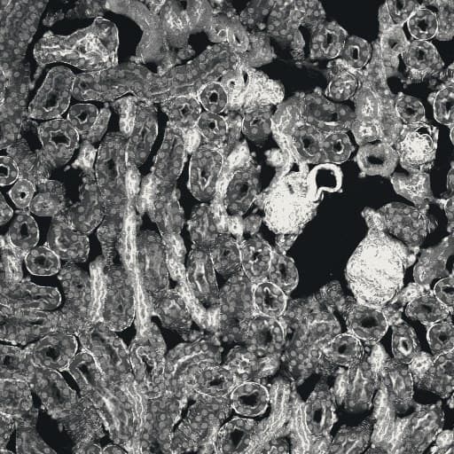 Tissu rénal murin en microscopie confocale, projection d'intensité maximale.