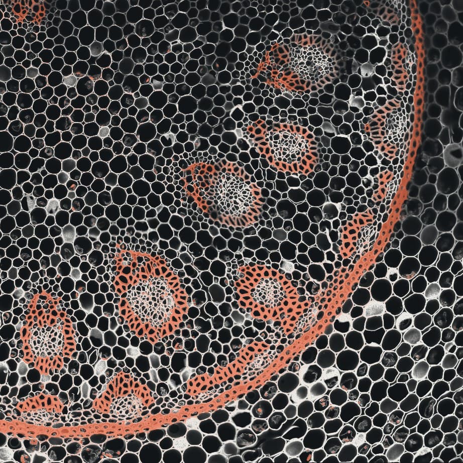 Coupe transversale de tige de muguet en microscopie confocale à fluorescence : cellules du parenchyme et faisceaux conducteurs.